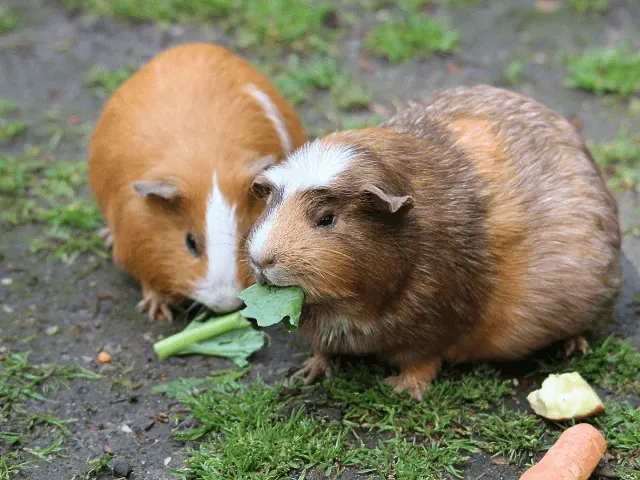 cavia in nijmegen