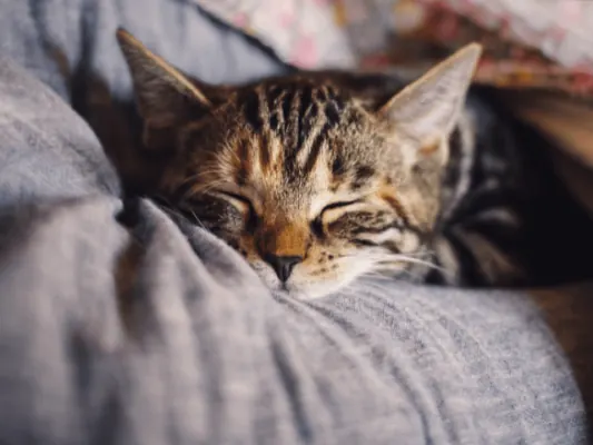 Waarom kun je beter Een Huisdierenverzekering Afsluiten