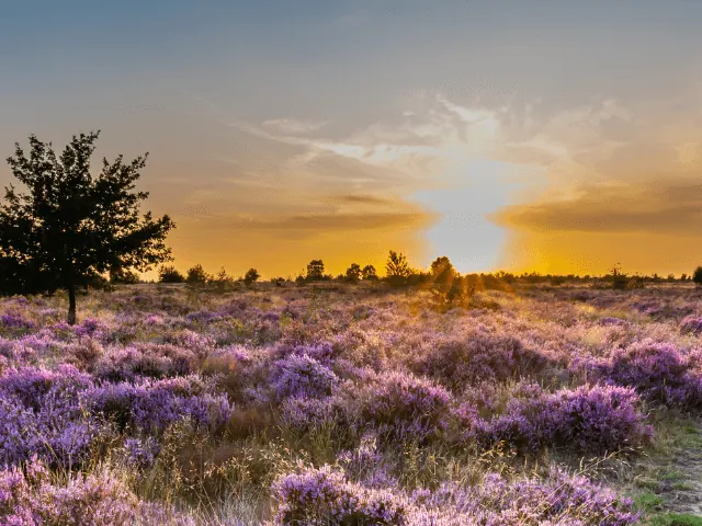 Mookerheide