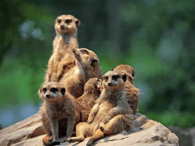 Dierentuin kleve