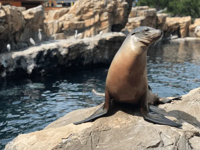 Zeehonden bij de dierentuin in kleve