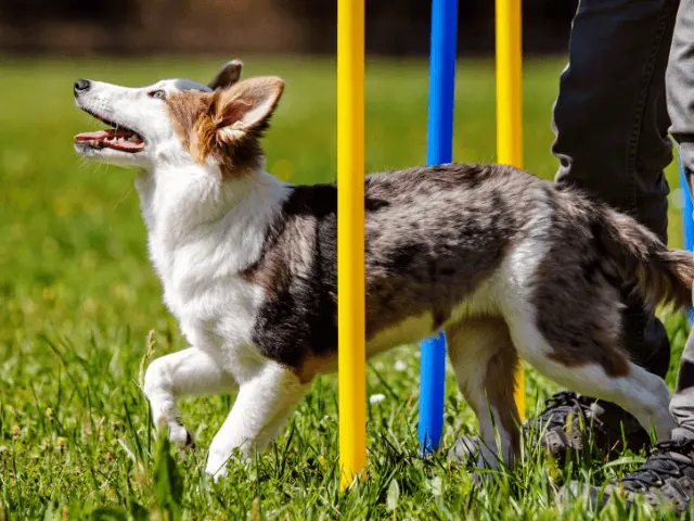 puppy cursus in nijmegen