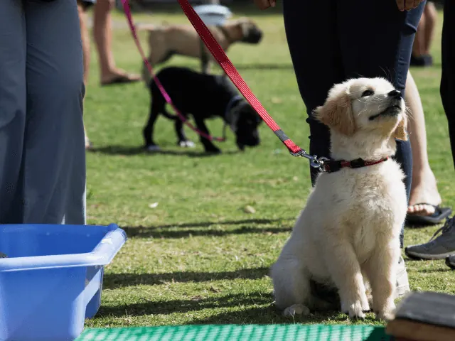 puppy cursus nijmegen