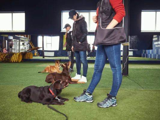 Puppy Cursus in Nijmegen: Train Je Hond!