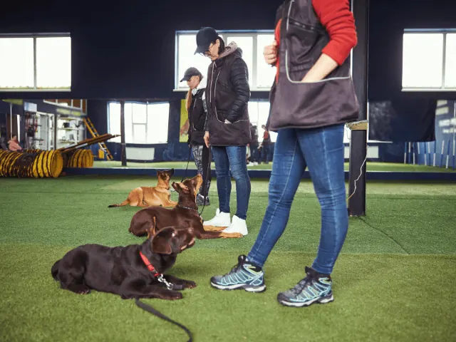 Puppy Cursus in Nijmegen