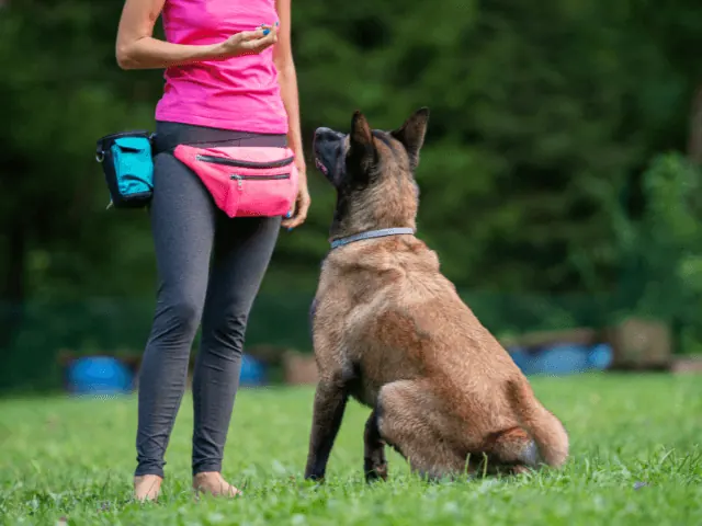 in nijmegen een puppy training volgen